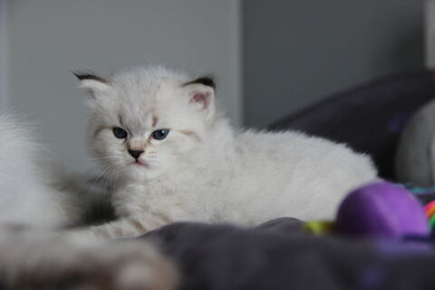 Chaton sibérien à réserver 1600 35540 Miniac-morvan