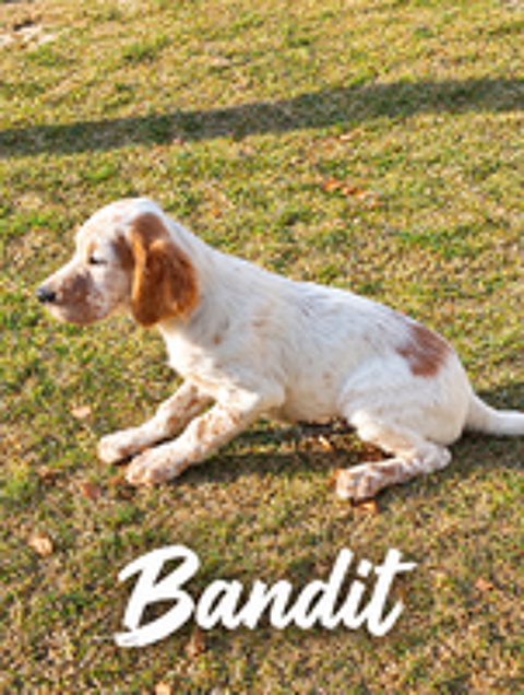   chiot setter anglais 