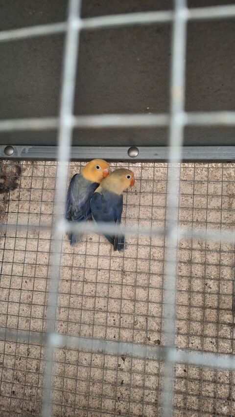 inseparables ficher 170 13129 Salin de giraud