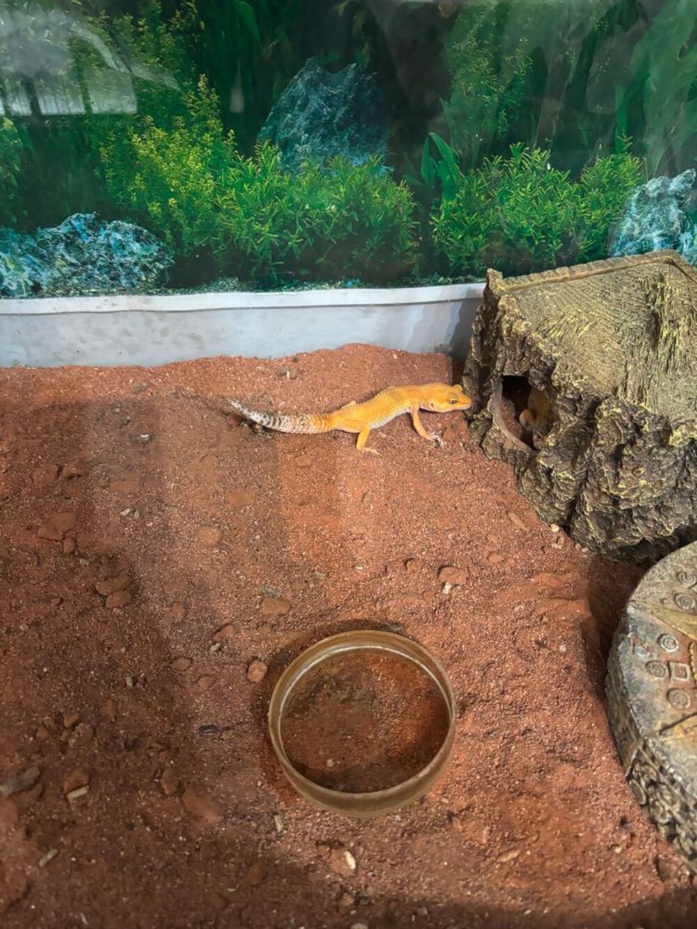   Gecko 