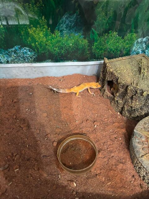 Gecko 150 59200 Tourcoing