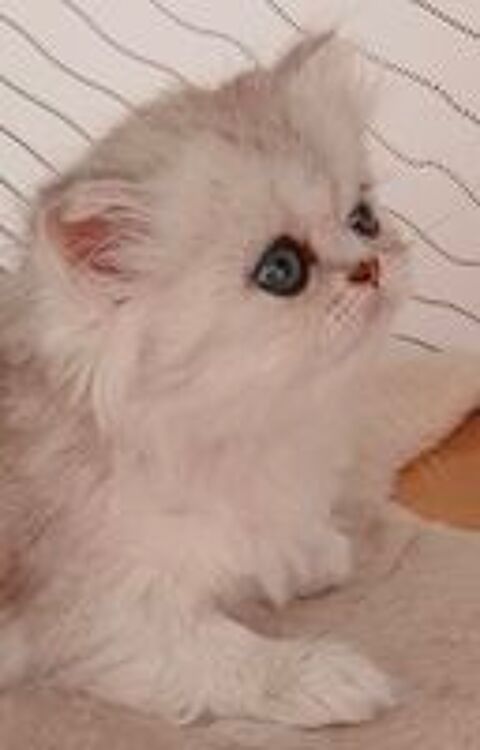   Magnifique chaton femelle persan chinchilla 
