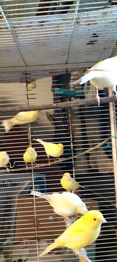 Canaris 0 80210 Tours-en-vimeu