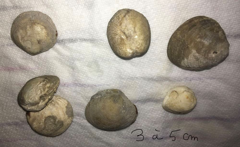 Coquillages fossilis&eacute;s 