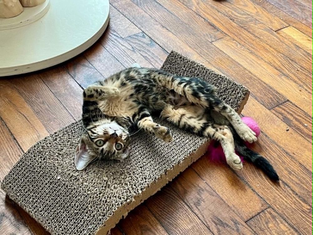   Mars chaton très sociable et câlin 