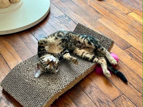 Mars chaton tr&egrave;s sociable et c&acirc;lin 180 75017 Paris
