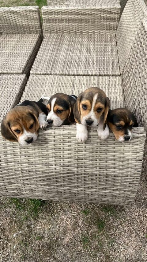 beagles 300 14260 La bigne