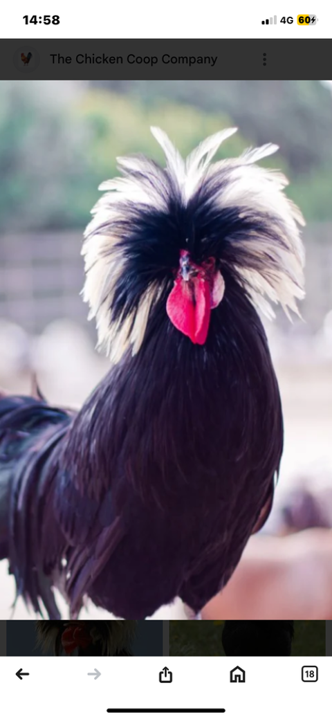 Couple poule naine 25 69380 Civrieux-d'azergues