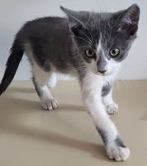   BRIGAND, chaton 3 mois hyper sociable  