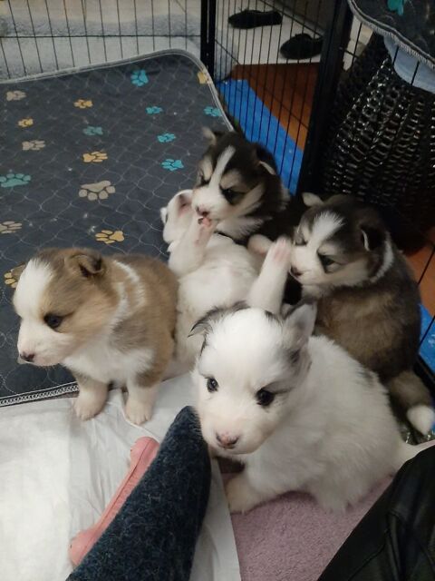 R&eacute;servation chiots Pomsky disponibles&nbsp; 1600 35230 Saint-erblon