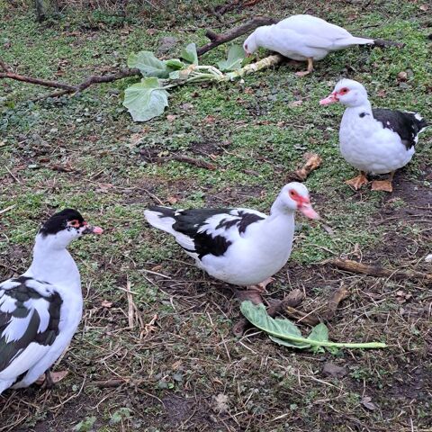 Canard de Barbarie 20 69590 Saint-symphorien-sur-coise