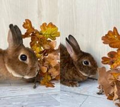   Lapines rexs  