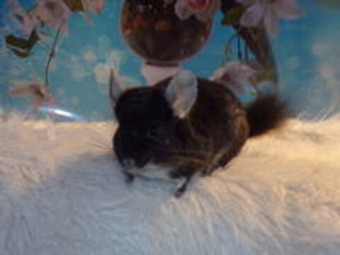   chinchilla 