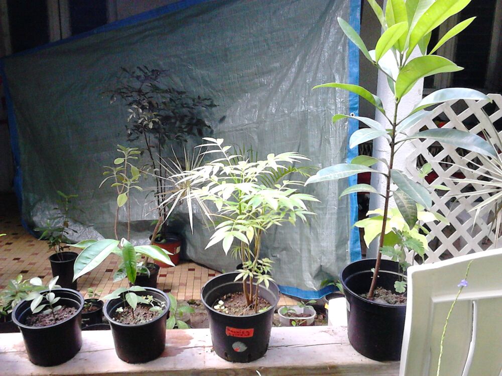 Arbres fruitiers Jardin