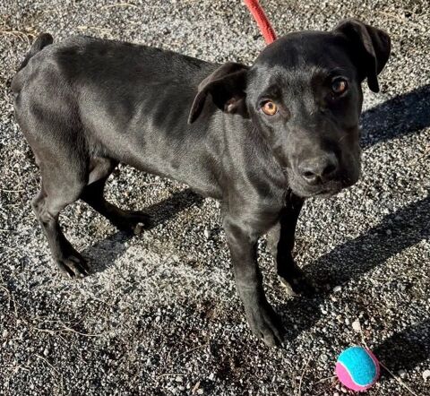 BAYRON, chiot labrador 5 mois 220 34500 B�ziers