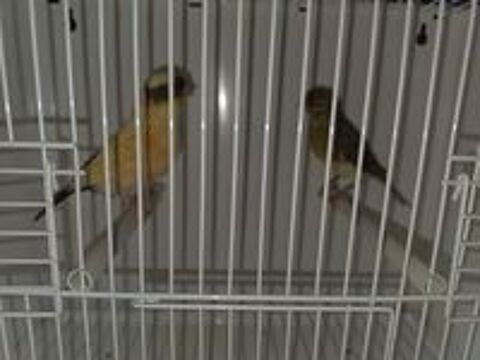   Couple Canaris 