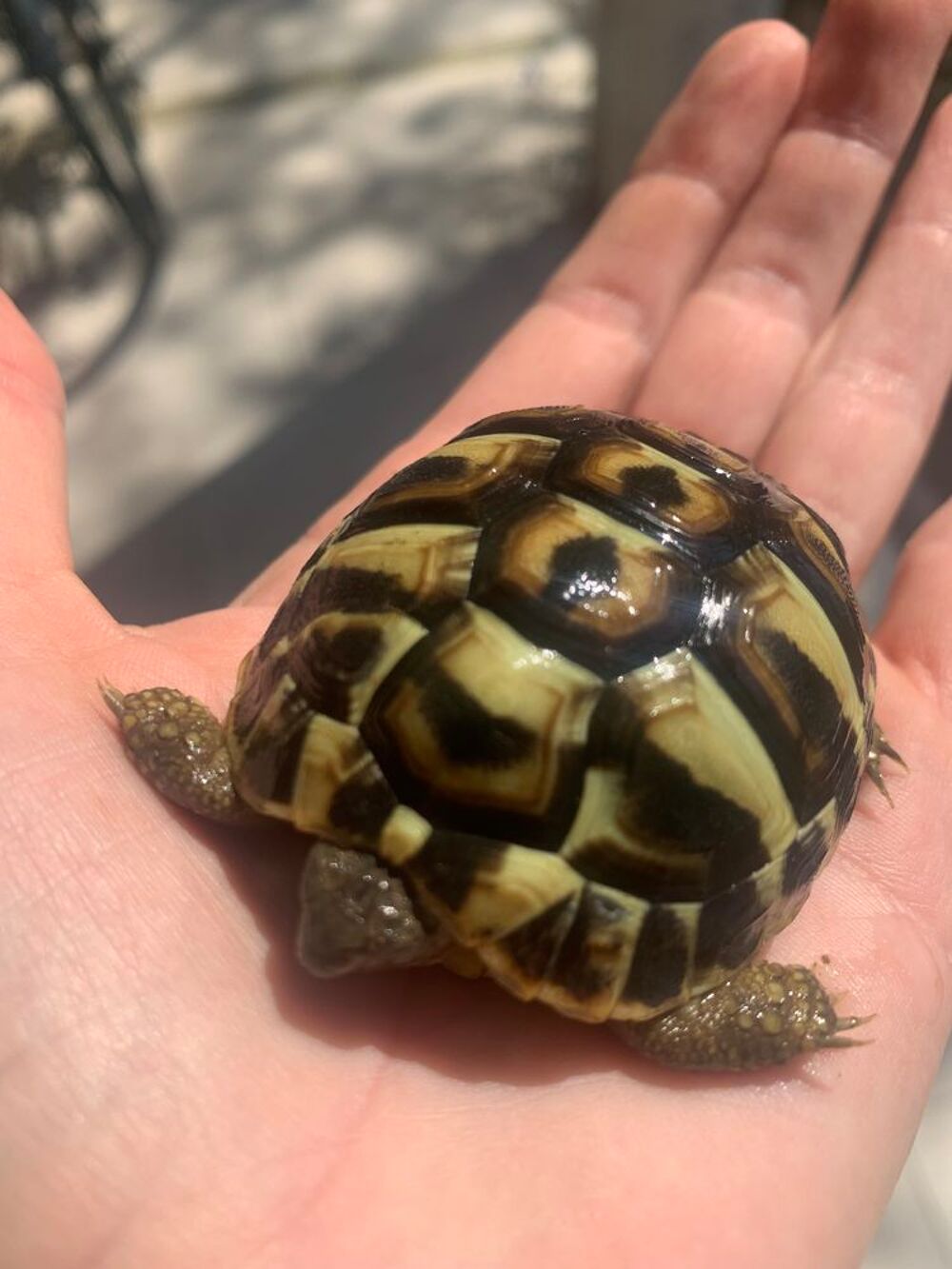   Bébés tortues terrestres  1 an 