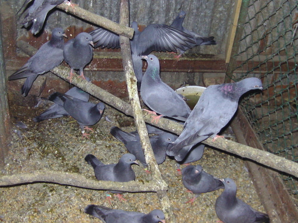   pigeon bleu de gascogne pur race 