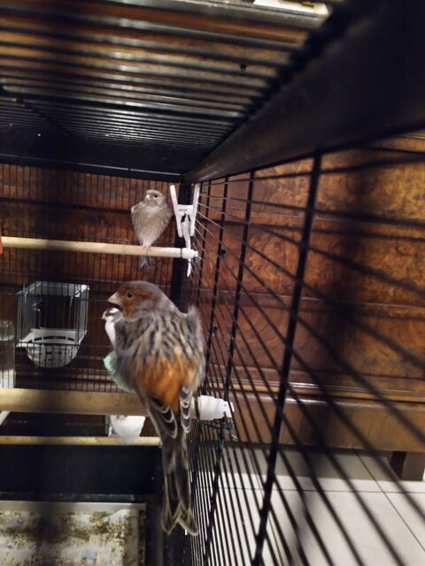 Canaris croisés arlequin portugais et agate rouge shimmel 24 42120 Le coteau