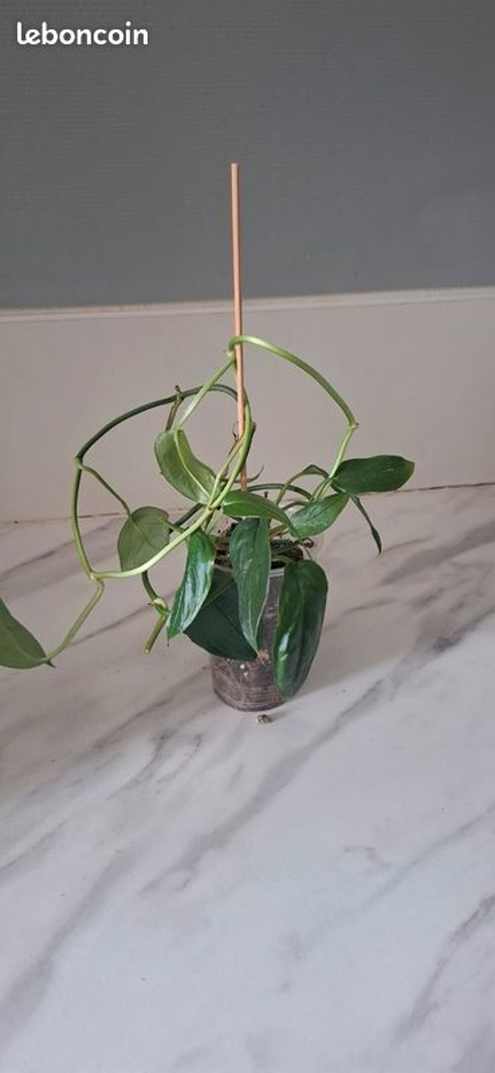 Monstera obliqua colombie bouture 60 Décoration