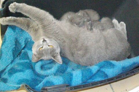 A réserver adorables chatons chartreux loof 1100 65370 Siradan