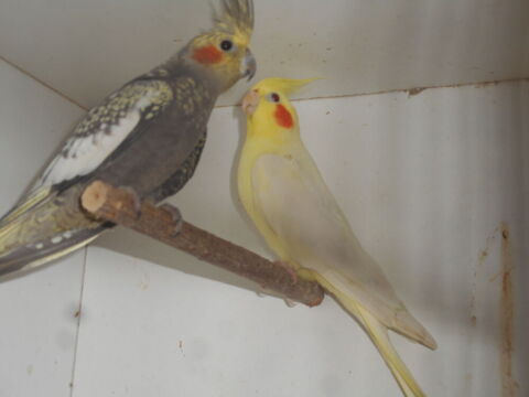 Couple de calopsitte 40 56630 Langonnet