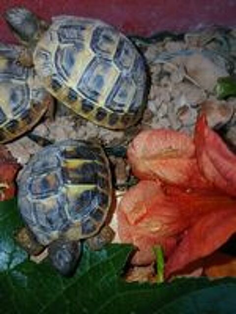   Tortues de terre
