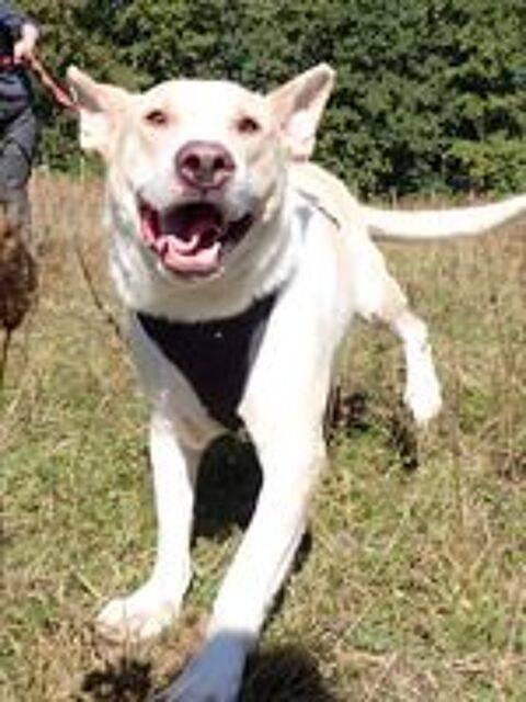   Baylan à l'adoption 