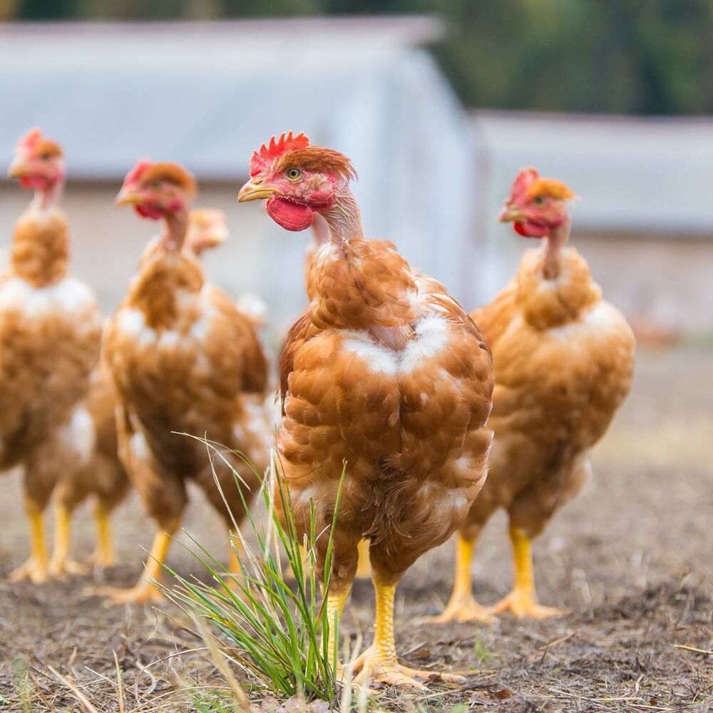   Poulet fermier  
