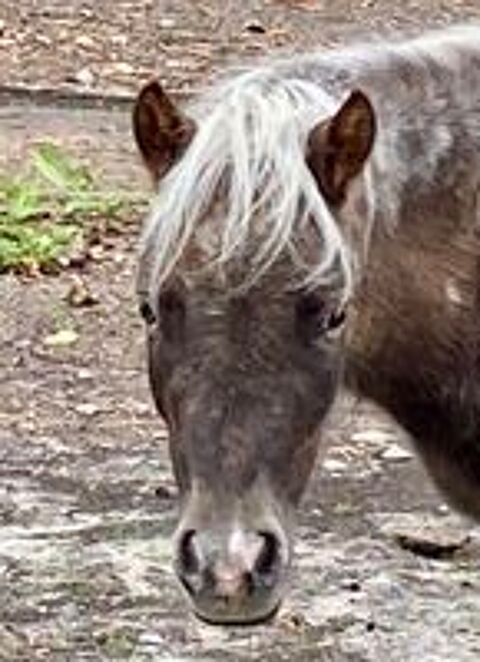   Cheval miniature Amha  