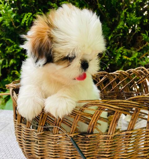 Adorables chiots Shih Tzu. 850 94800 Villejuif