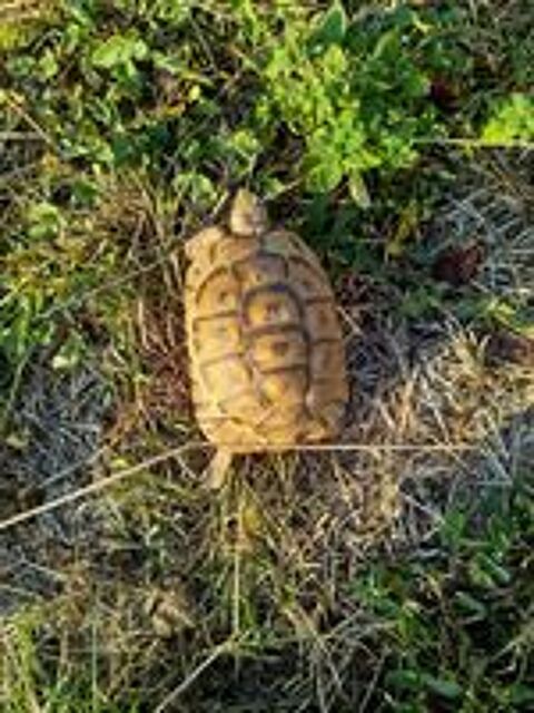   Tortue mâle greca 