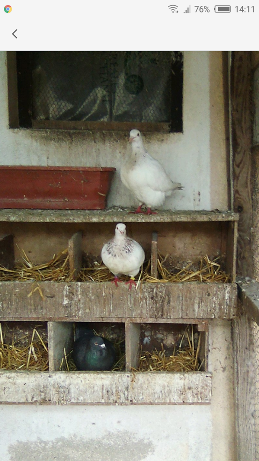   pigeon texan 
