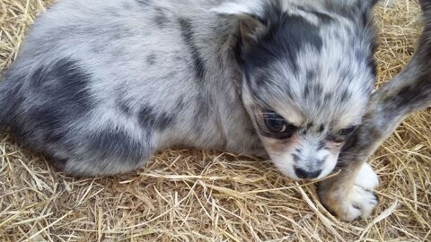 Disponible chihuahua non lof poils longs 1650 22640 Plénée-jugon