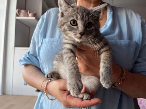 Donne chaton 0 69480 Morancé
