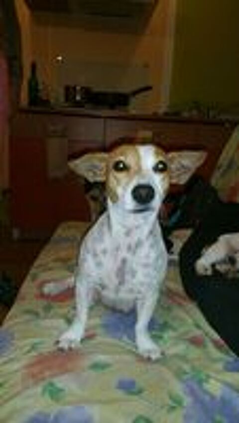   Gardienne  chien  