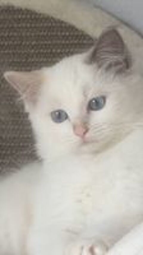   Magnifiques chatons Ragdoll 