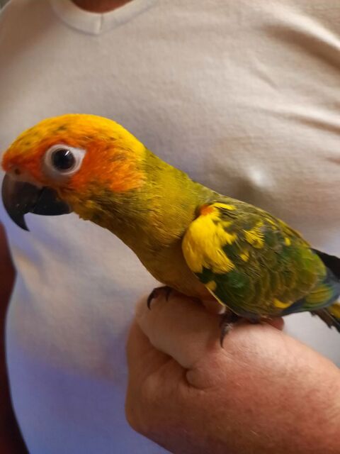 Conures Soleil EAM 300 82710 Bressols