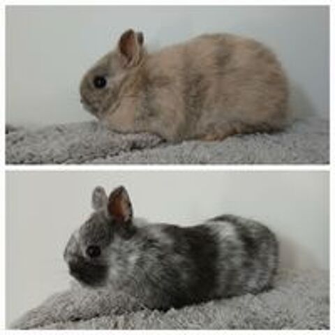   Lapins nain 