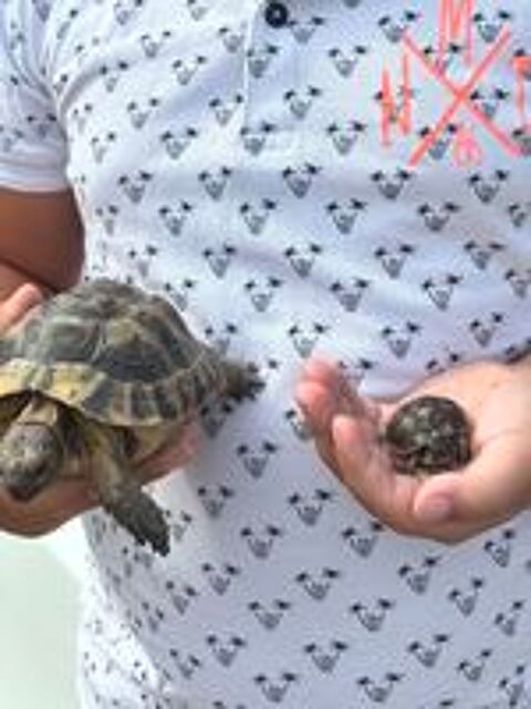   Tortues de terre juvénile. 