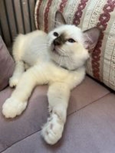   Magnifique chaton sacré de Birmanie LOOF  