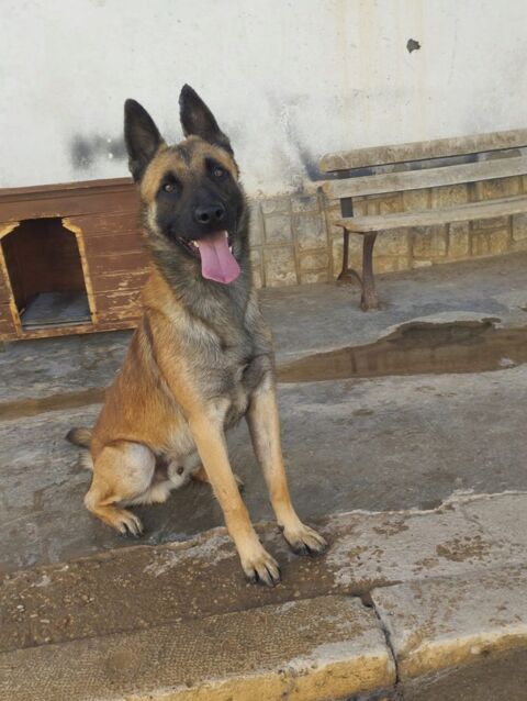 KANT, jeune Berger Belge Malinois à adopter ! 315 24140 Douville