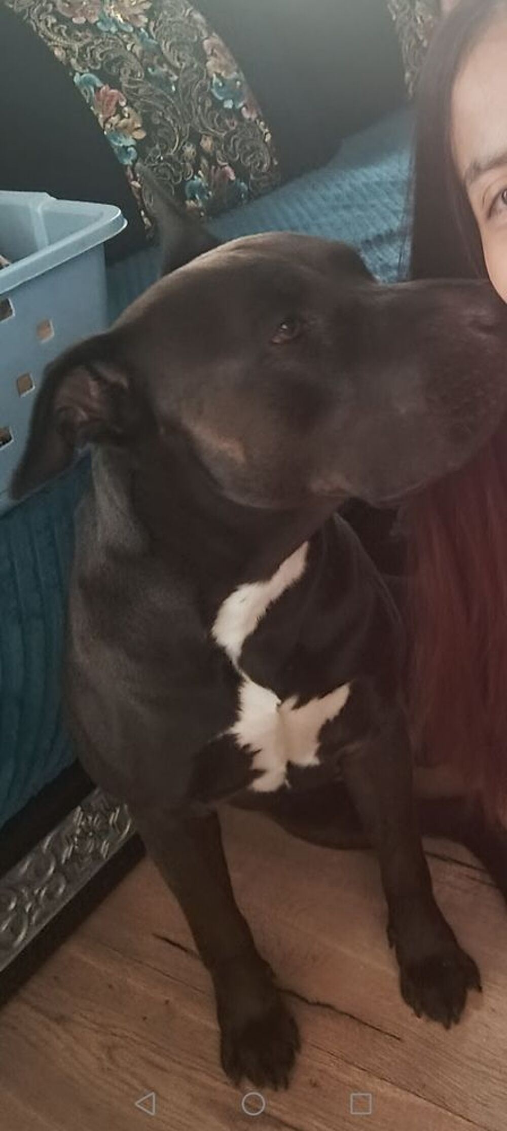   Chien à donner  