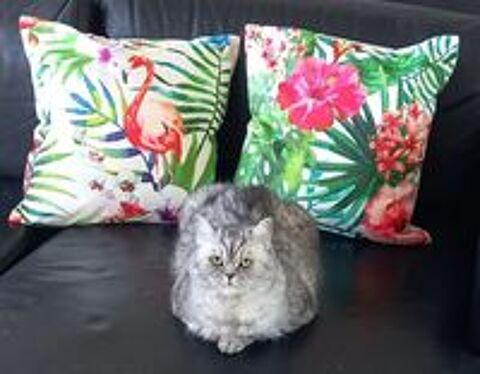   Don chatte british sortair  