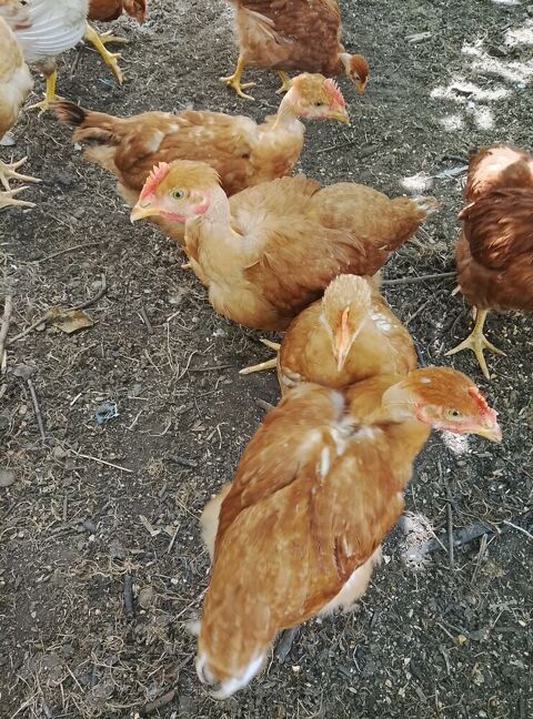 Poulets d&eacute;marr&eacute;s cou nu  tout venant 0 24130 La force