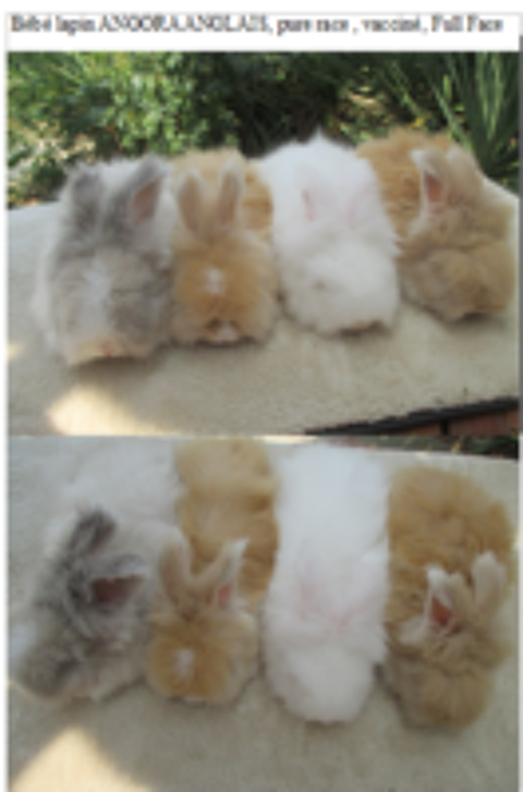   bb lapin ANGORA ANGLAIS, pure race , yeux bleus 