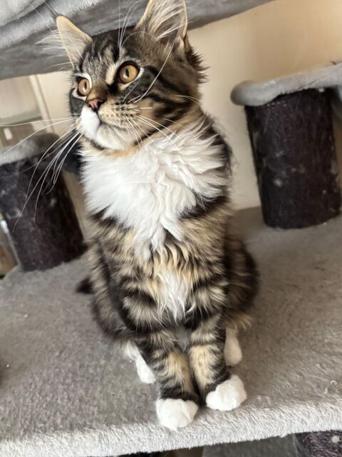 Magnifique chatons Maine Coon  950 91670 Angerville