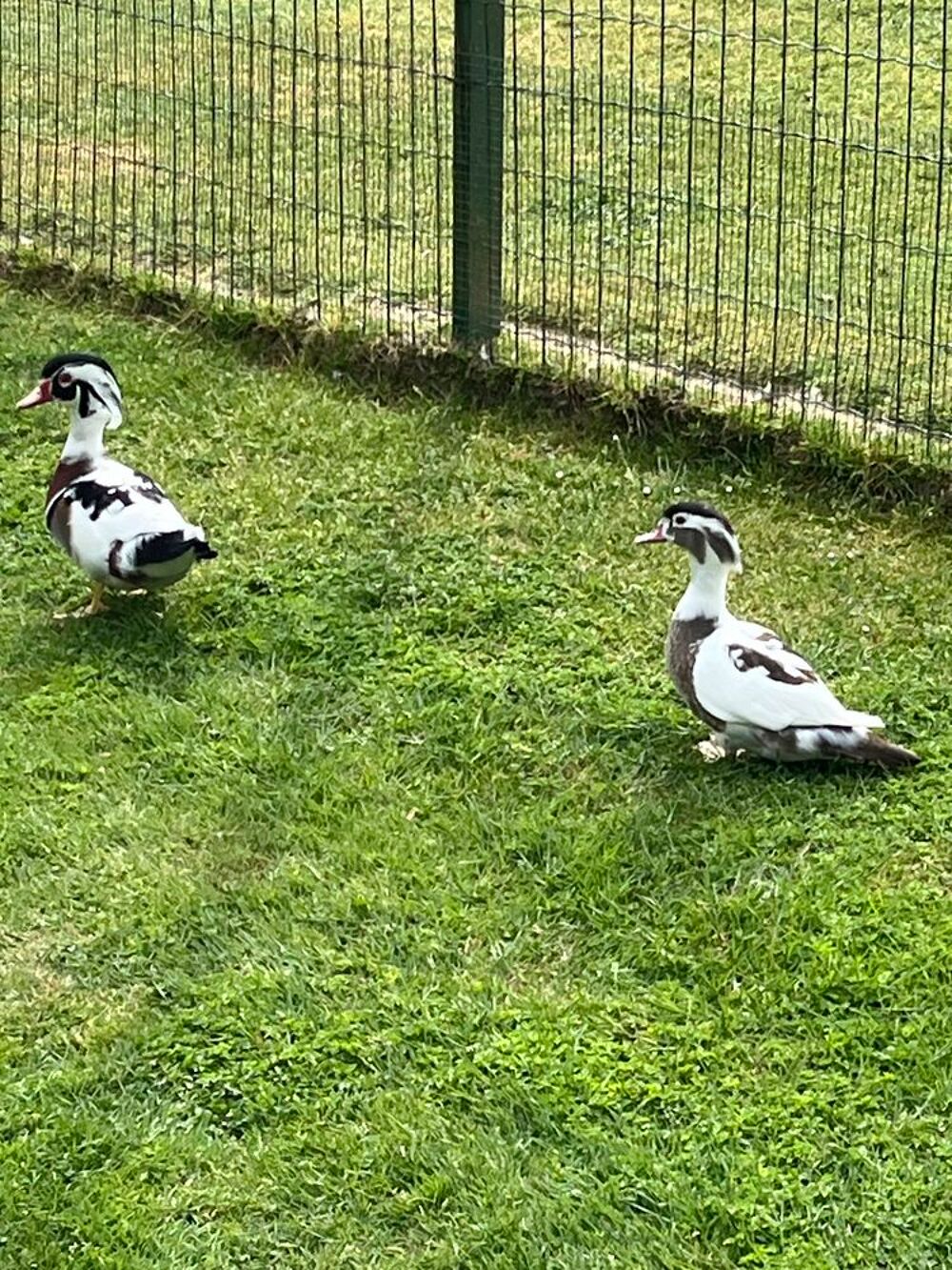   Canards d ornement  