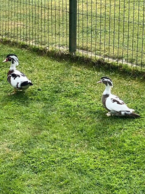 Canards d ornement 300 19410 Perpezac-le-noir