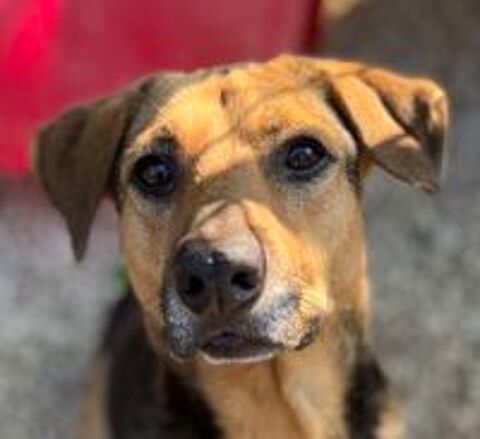   Paloma est à l'adoption 